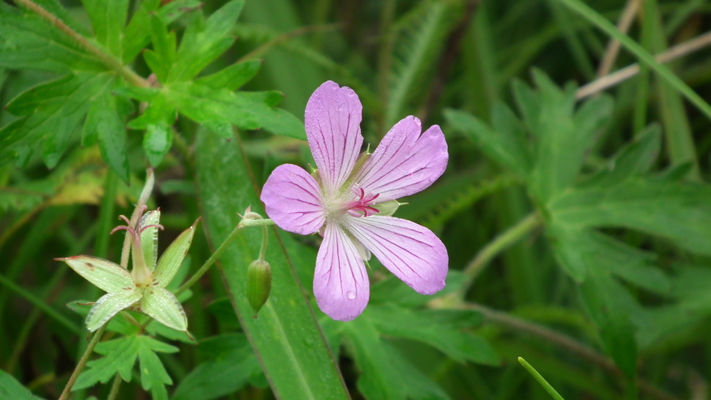 夏休み-別れたあと