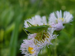 ’10.05-mito-syokubutuen