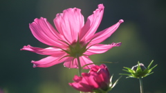 DSCF1134