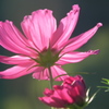 DSCF1134