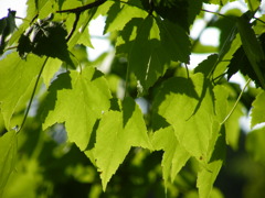 ’10.05-mito-syokubutuen