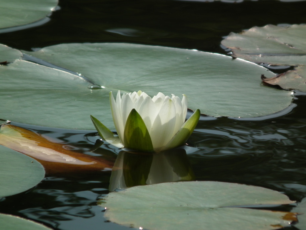 '10.06-kitayama-kouen