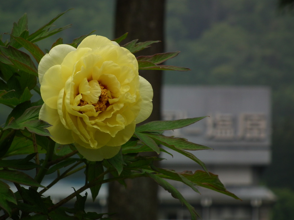 ’10/05-myounji-botan