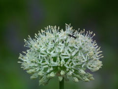 '10.05-Flower-hill-hanazono