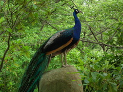 '10.07-amabiki-kannon