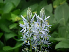 '10.05-Flower-hill-hanazono