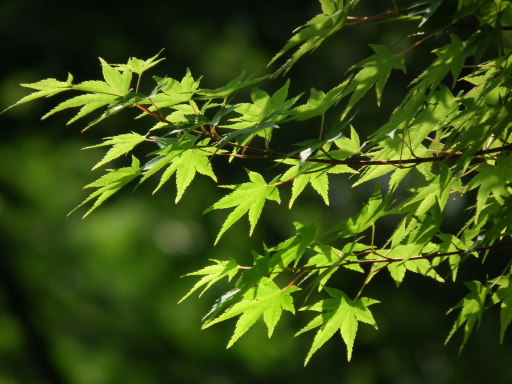 '10.06-kitayama-kouen