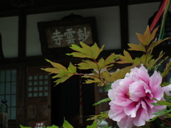 ’10/05-myounji-botan