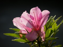 ’10.05-mito-syokubutuen