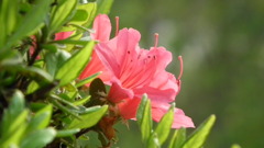 2011/05　manyou