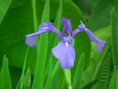 '10.05-Kitayama-kouen