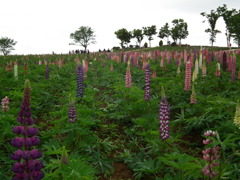 '10/05-NASU FLOWER-WORLO