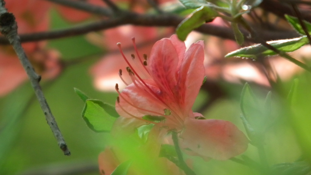 2011/05　kitauamakouen