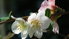 2011/04