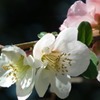 2011/04