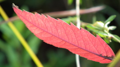 nanatudoukouen