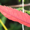 nanatudoukouen