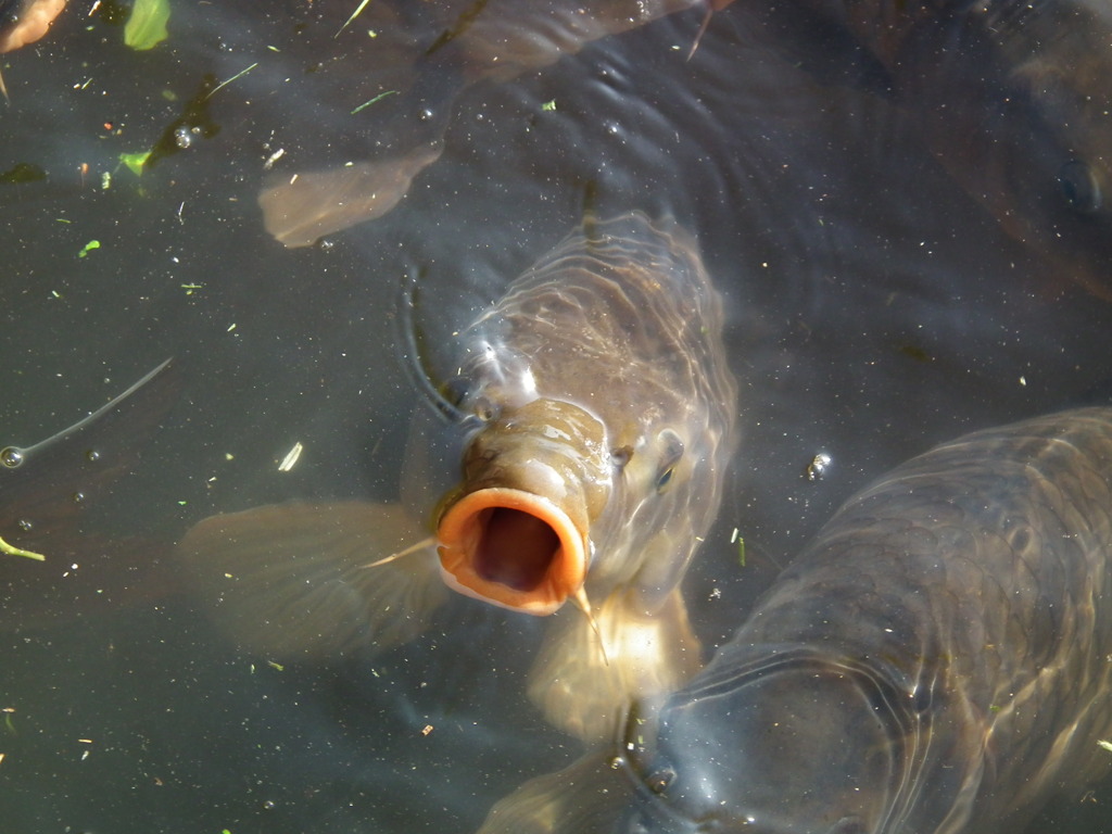 '10.05-Kitayama-kouen