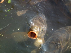 '10.05-Kitayama-kouen