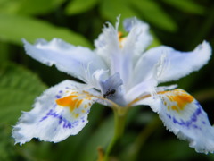 '10.05-mito-syokubutuen