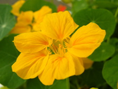 ’10.05-mito-syokubutuen