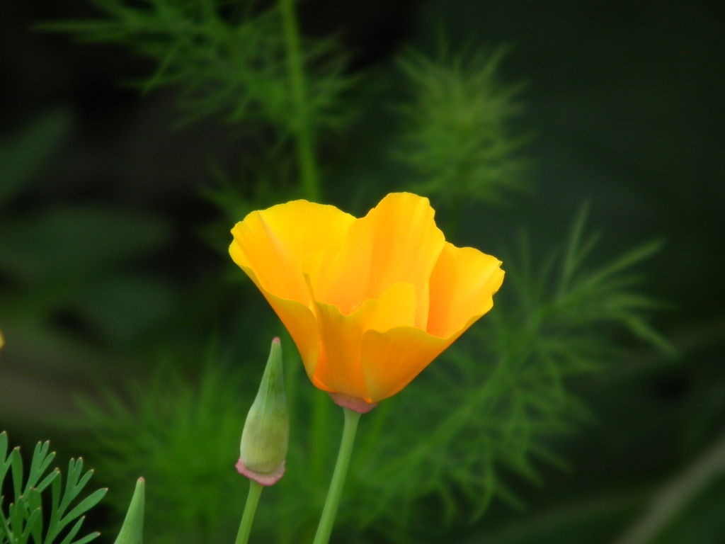 '10.05-Flower-hill-hanazono