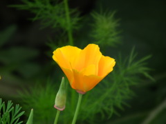 '10.05-Flower-hill-hanazono