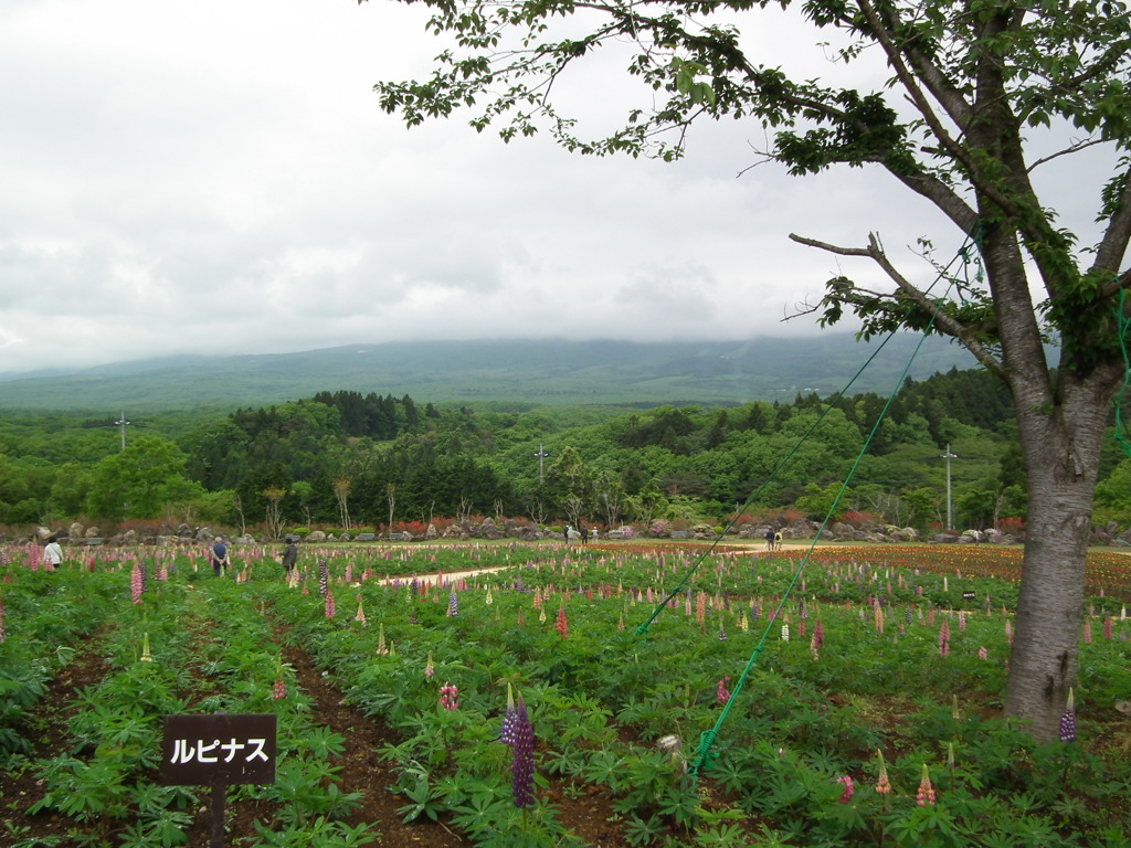 '10/05-NASU FLOWER-WORLO