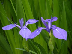 ’10.05-mito-syokubutuen