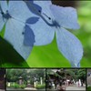 八幡宮の紫陽花