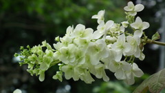 2011.06.19　然林房