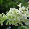 2011.06.19　然林房