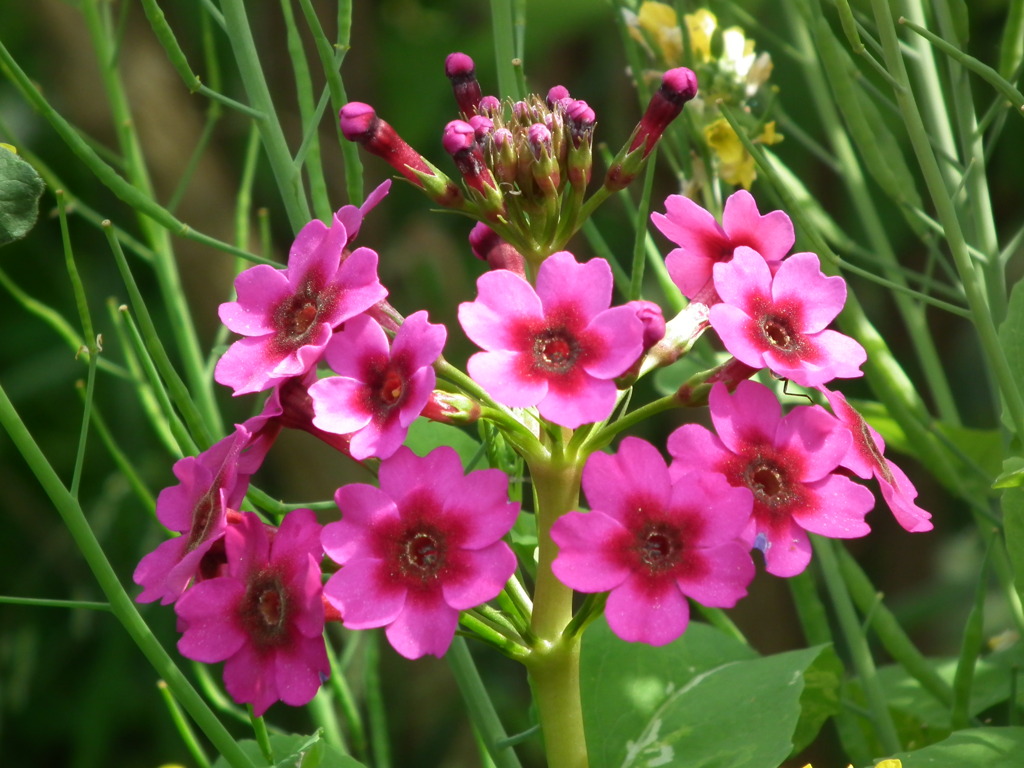 '10.05-Flower-hill-hanazono