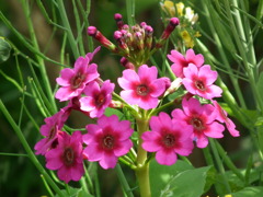 '10.05-Flower-hill-hanazono