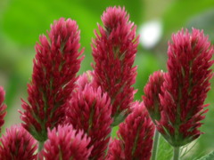 '10.05-Flower-hill-hanazono