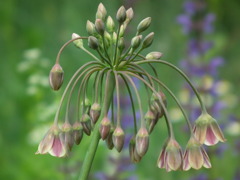 '10.05-Flower-hill-hanazono