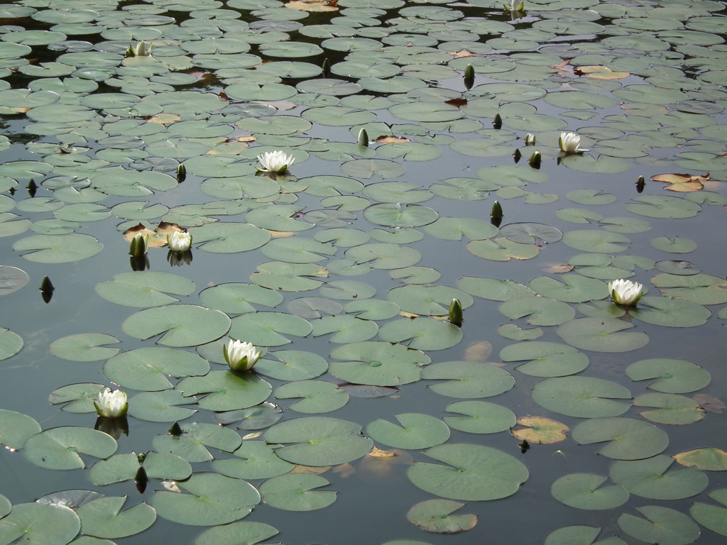 '10.06-kitayama-kouen