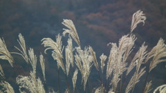 DSCF4491