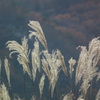 DSCF4491