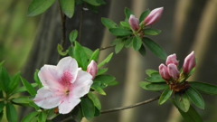 2011/05　kitauamakouen