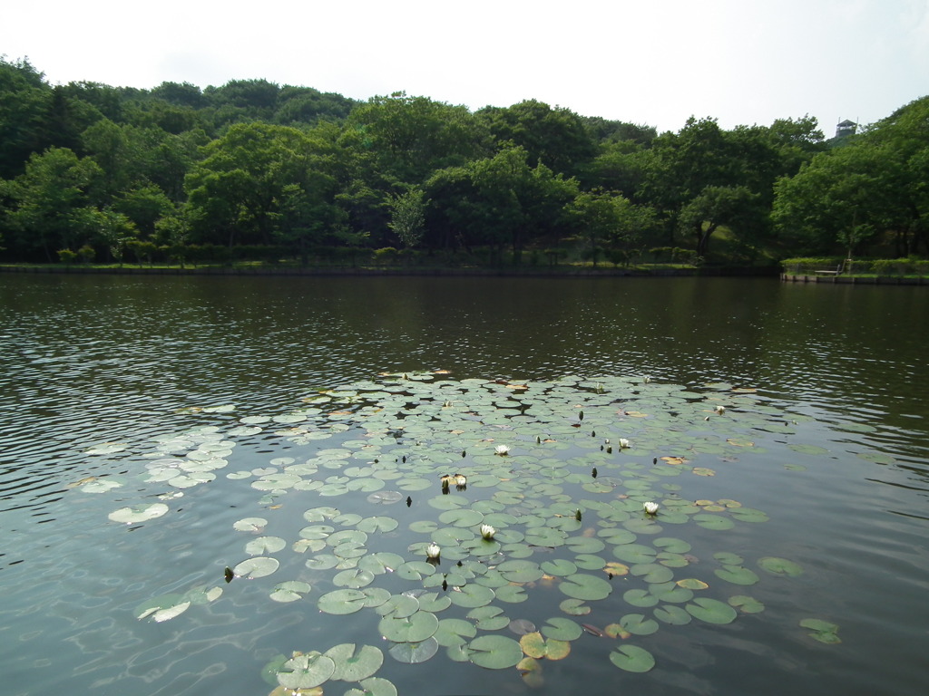 '10.06-kitayama-kouen