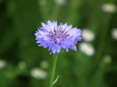 '10.05-Flower-hill-hanazono