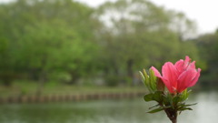 2011/05　Kitayamakouen