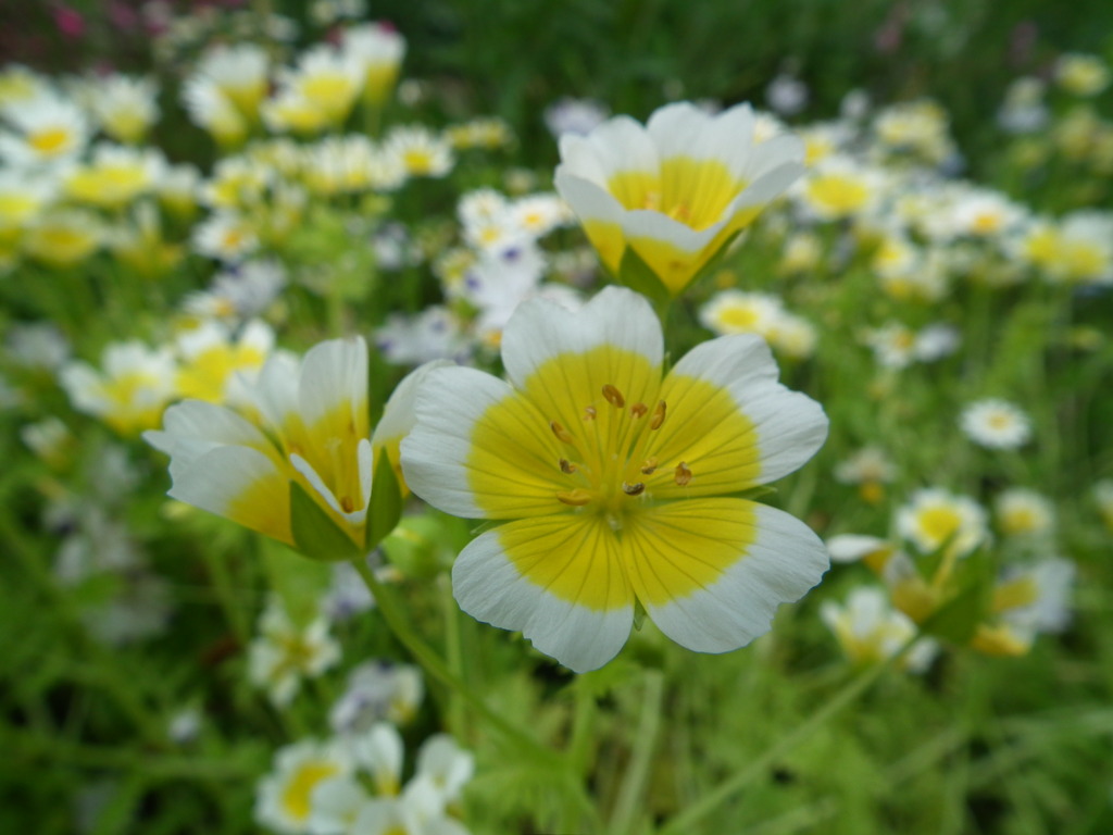 '10.05-Flower-hill-hanazono