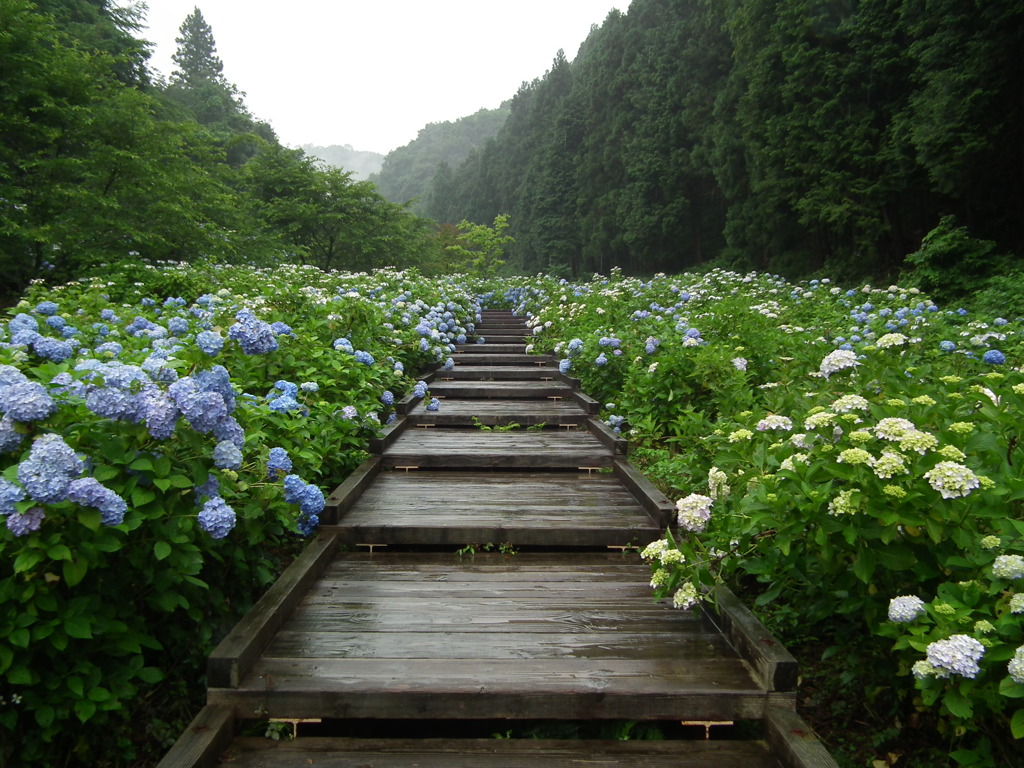 ’10.06-tatunokuti-ajisai