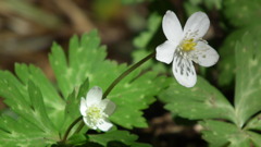 2011/04