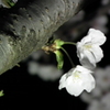 10DSCF0749