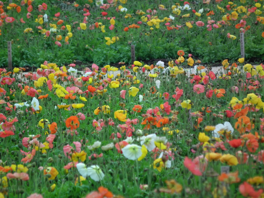 '10/05-NASU FLOWER-WORLO