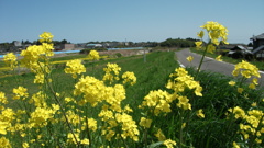 2011/04/24　久慈川