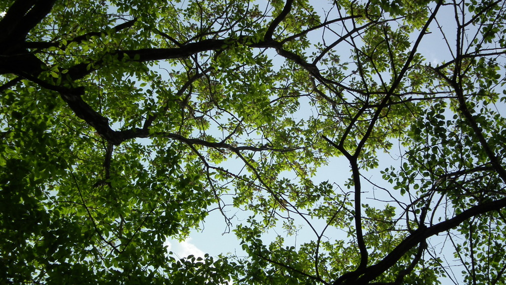 2011/05　kitayamakouen